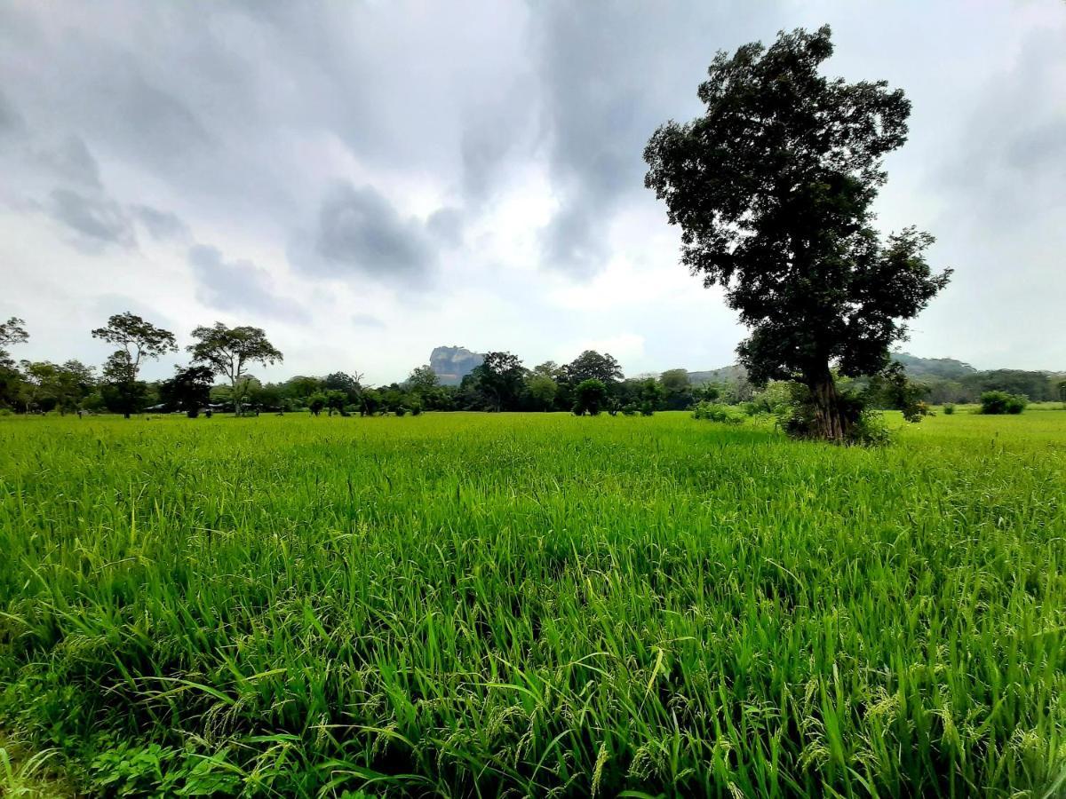 Lakmini Lodge Sigiriya Eksteriør bilde
